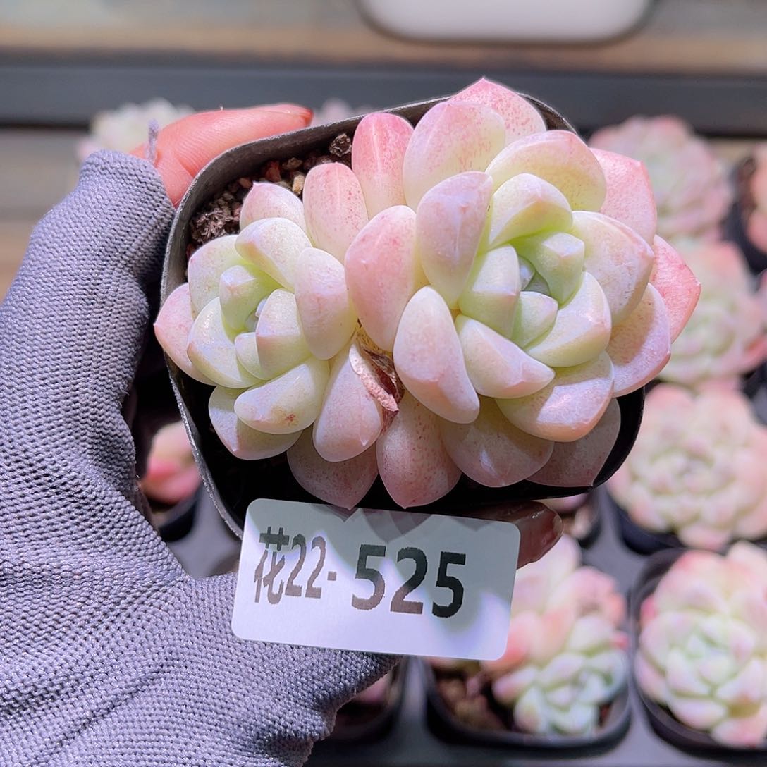 花22-525冰玉双头