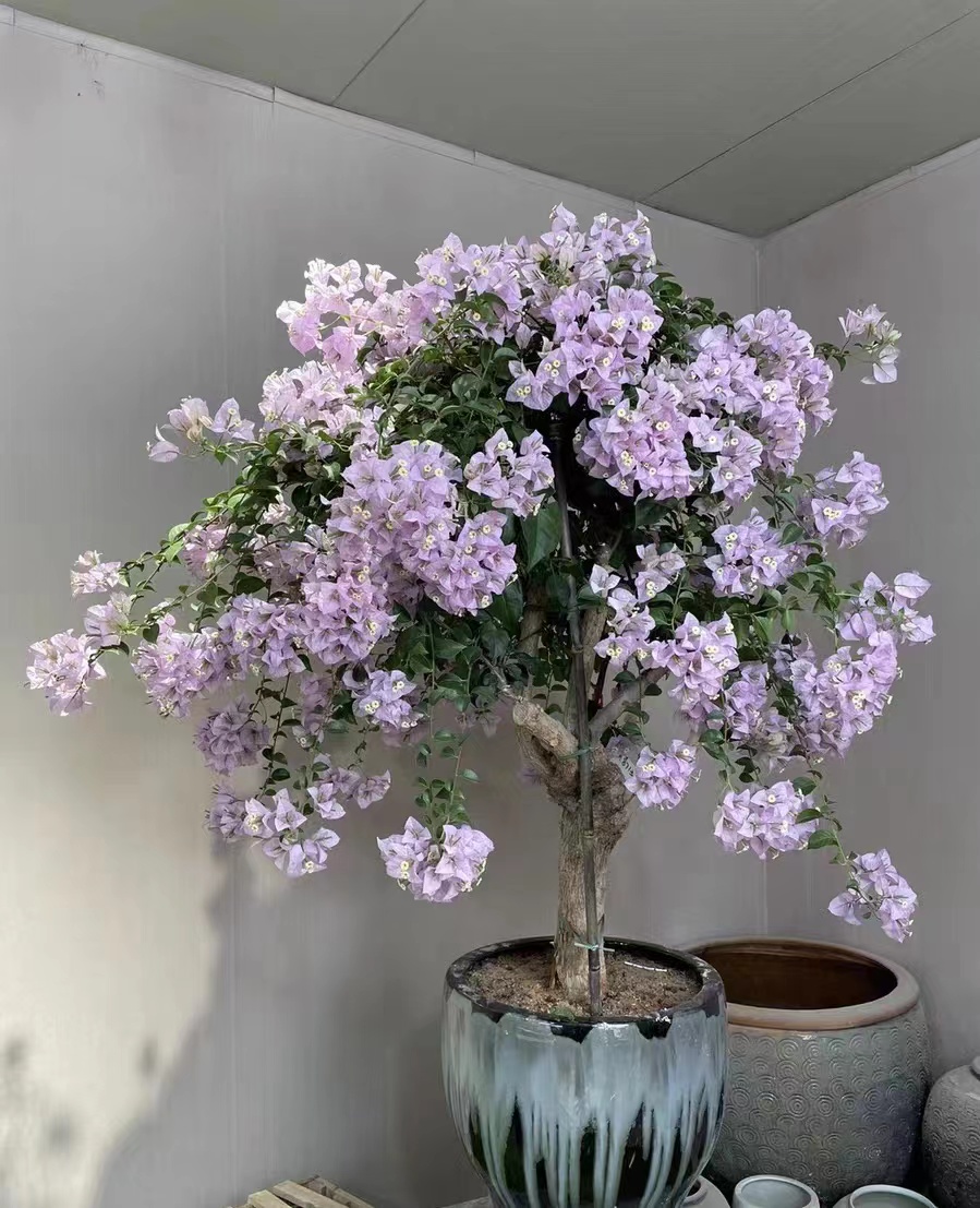 等你【32.8系列三角梅】室内室外种植好养易活爬藤盆栽花卉--单盆