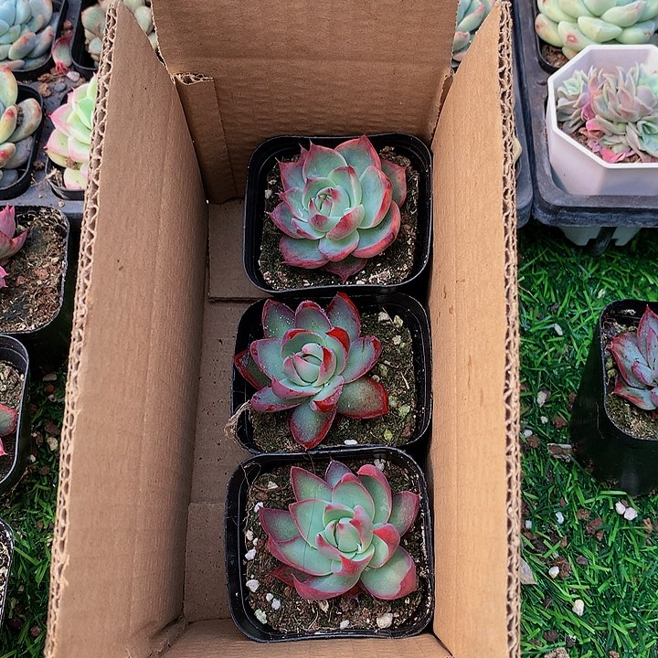 A207惊鸿仙子多肉