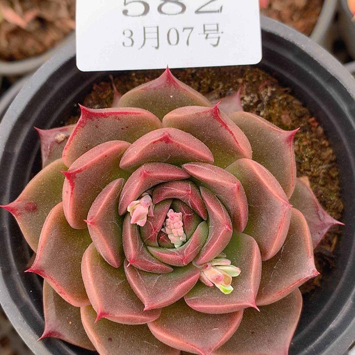 【闪购商品】云582