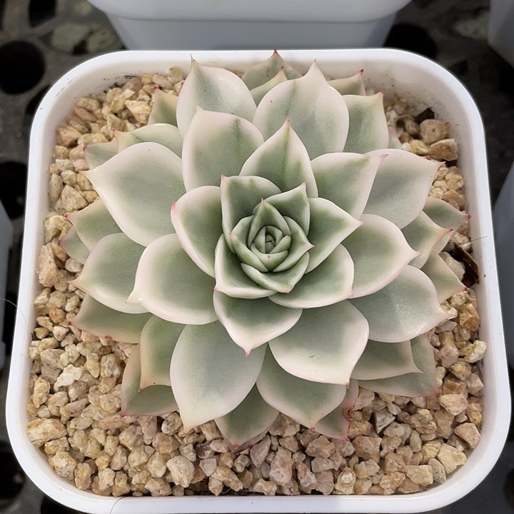超白麦秆锦一物一拍
