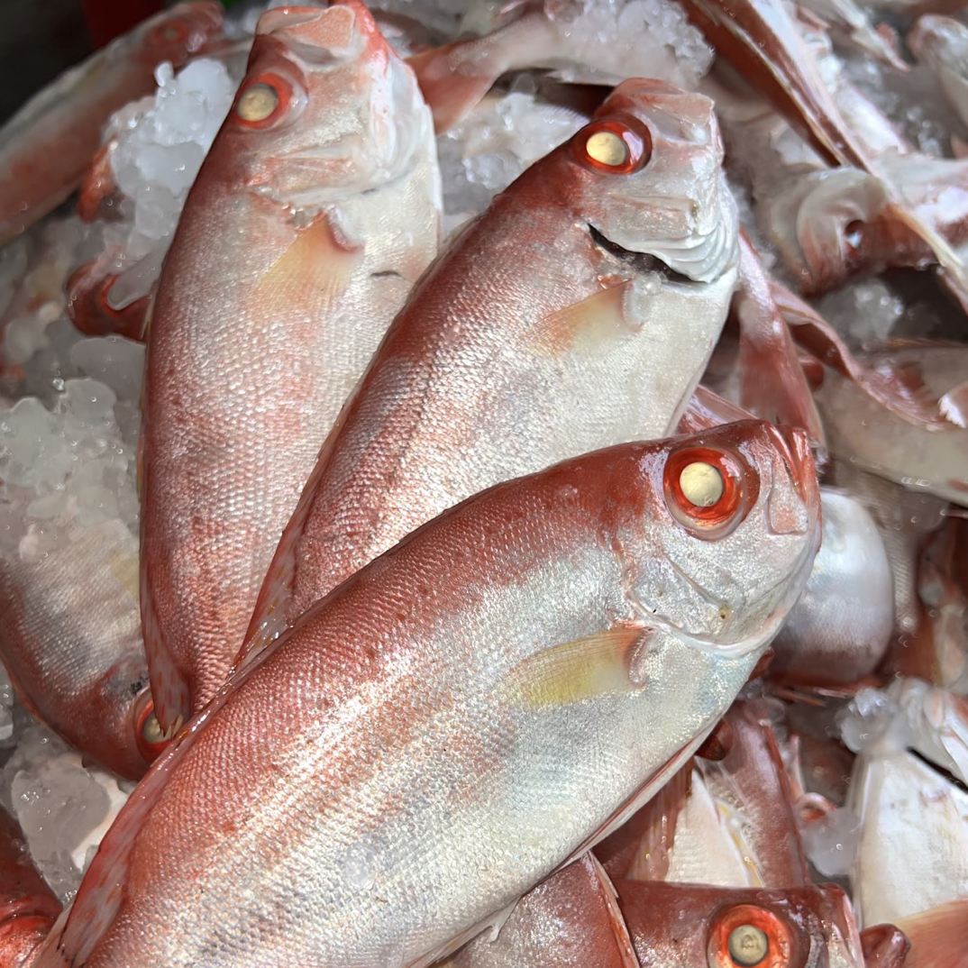 汕尾本港野生红目鲢，肉质鲜嫩，鲜甜美味！