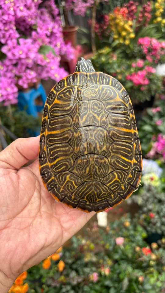 直播选观赏火焰龟、收到快递叫快递员开箱、拍完整开箱视频