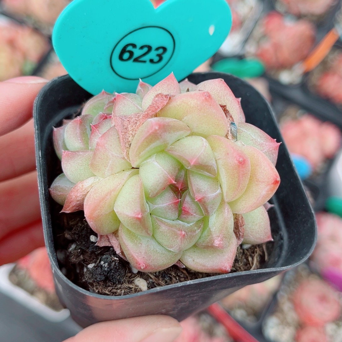 623号小老桩珍妮群