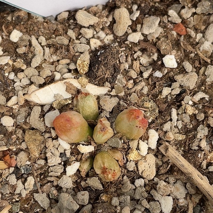 16-82斑马多肉植物