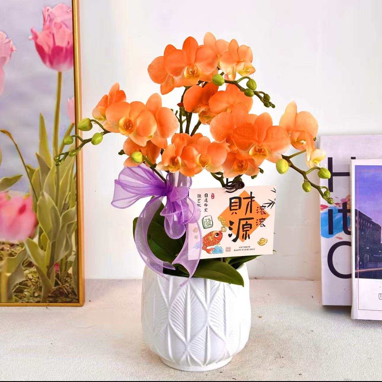 妗画【心想事橙】梦幻马卡龙橙色系列 蝴蝶兰苗情稀缺喷色工艺 