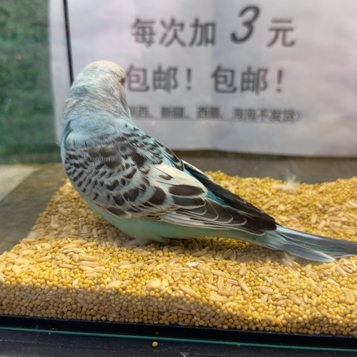 虎皮鹦鹉大头虎皮鹦鹉