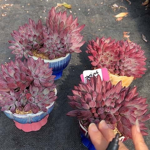 39虞美人代盆一个多肉