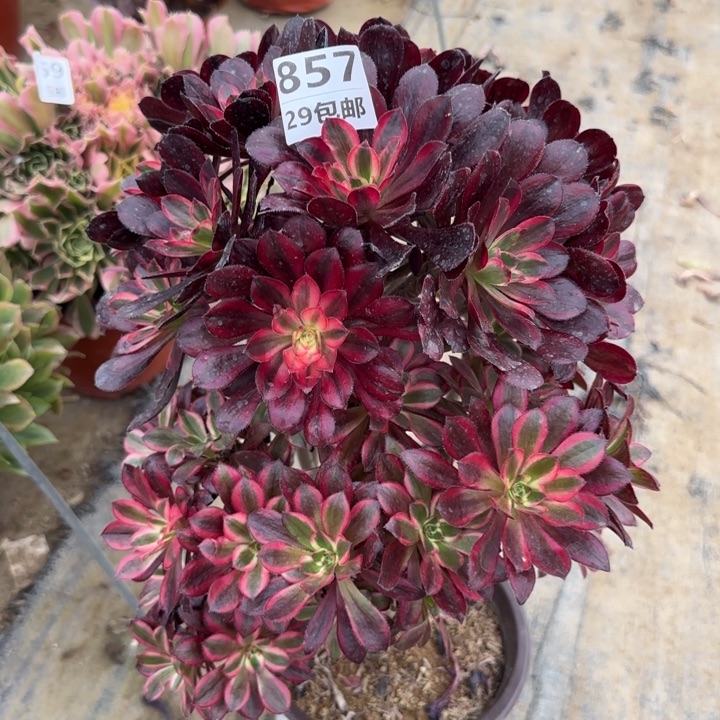 丽娜……多肉植物……