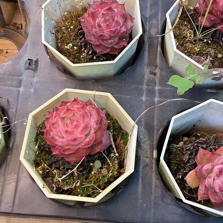 195。海螺，。福利多多