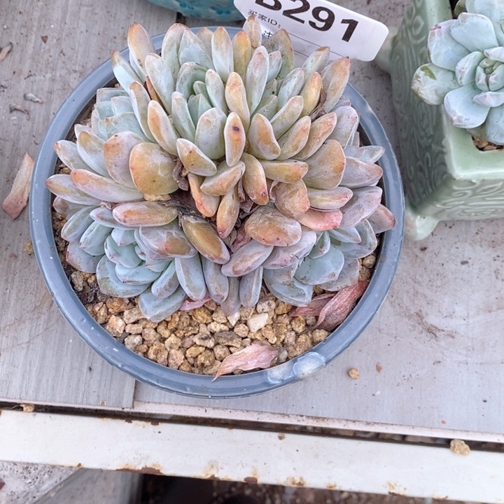 291奶盖胸花朵朵呀