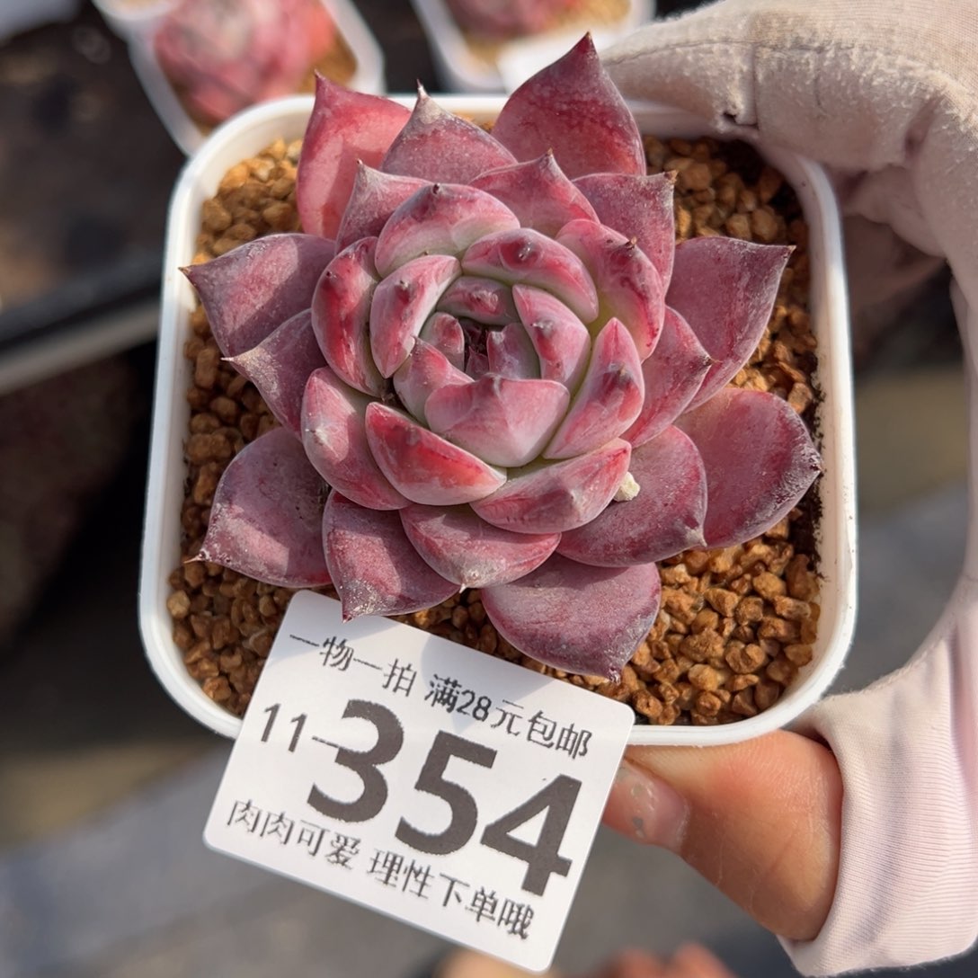 钻石卡罗拉多肉多肉多肉多肉