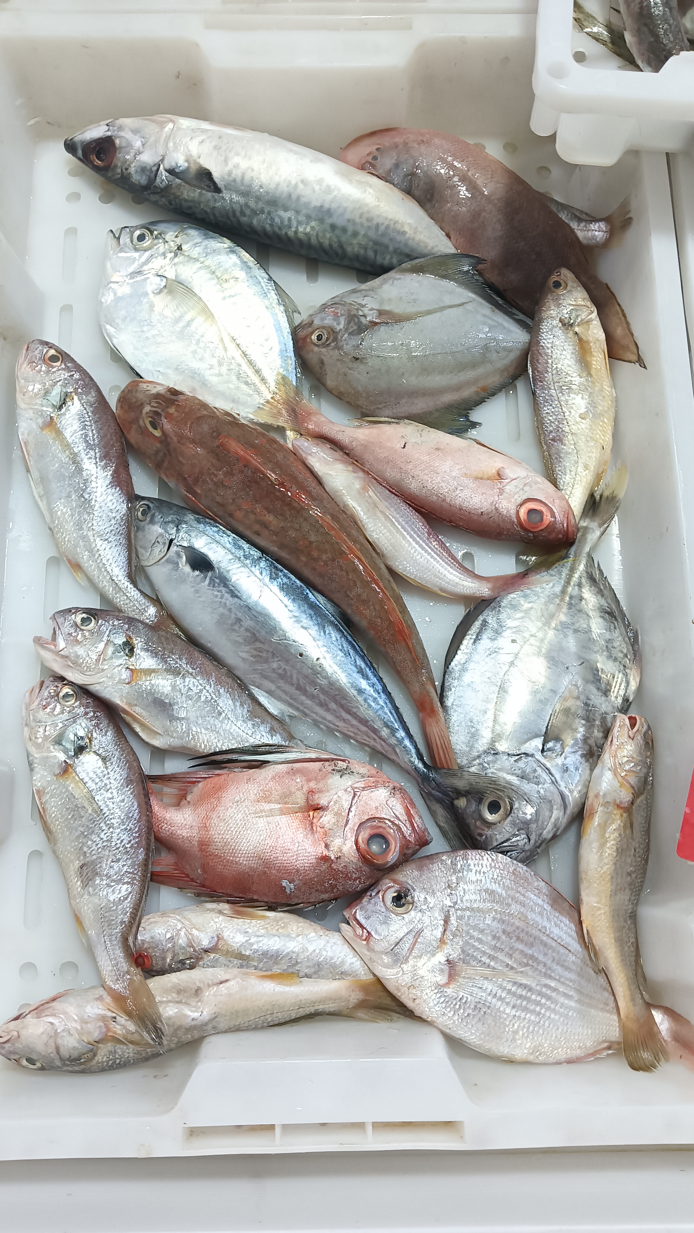 东海象山石浦码头野生海鲜新鲜海杂鱼海捕混搭冰鲜发货