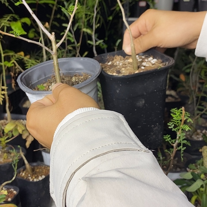 不***茫滔天羽叶带盆土发货