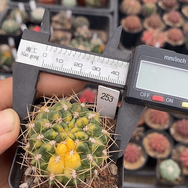 仙人球满28包邮耕耘锦