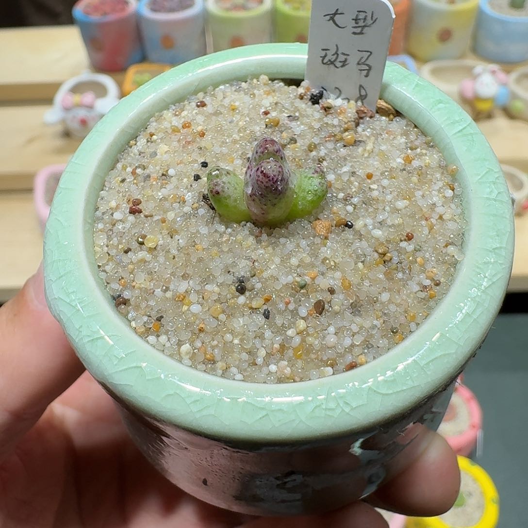 红陶蘑菇451大型斑马