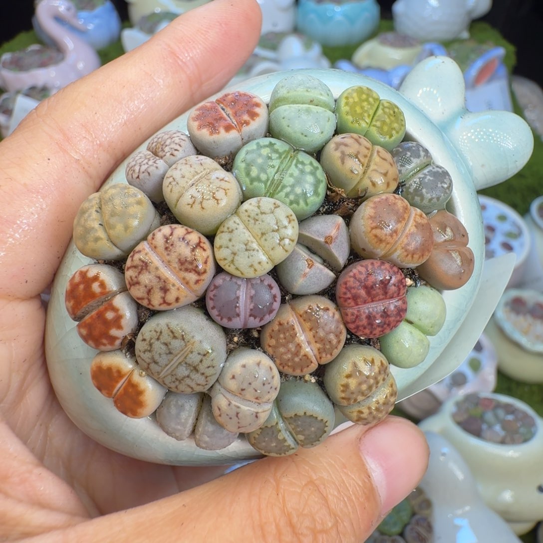 心***愿多肉植物福利冲374