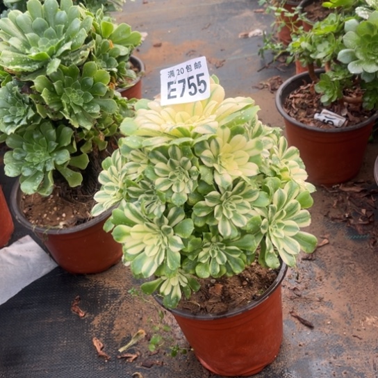 755辛尼亚不包断枝