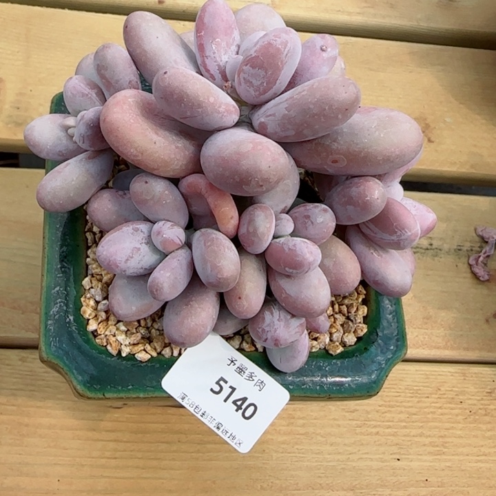 奶酪，5140多肉植物