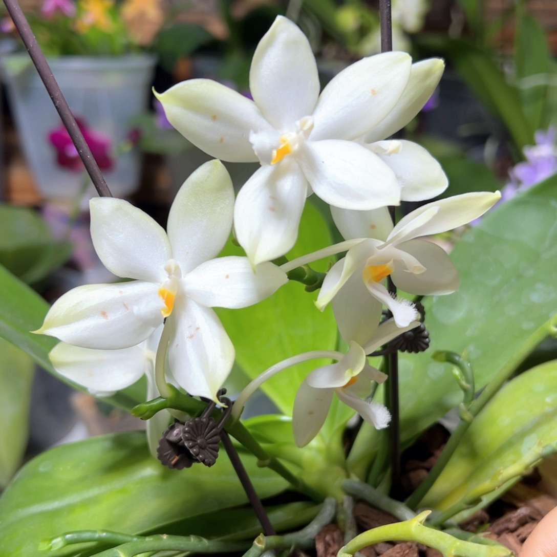 当前无花栽培后可以开花米库交盾