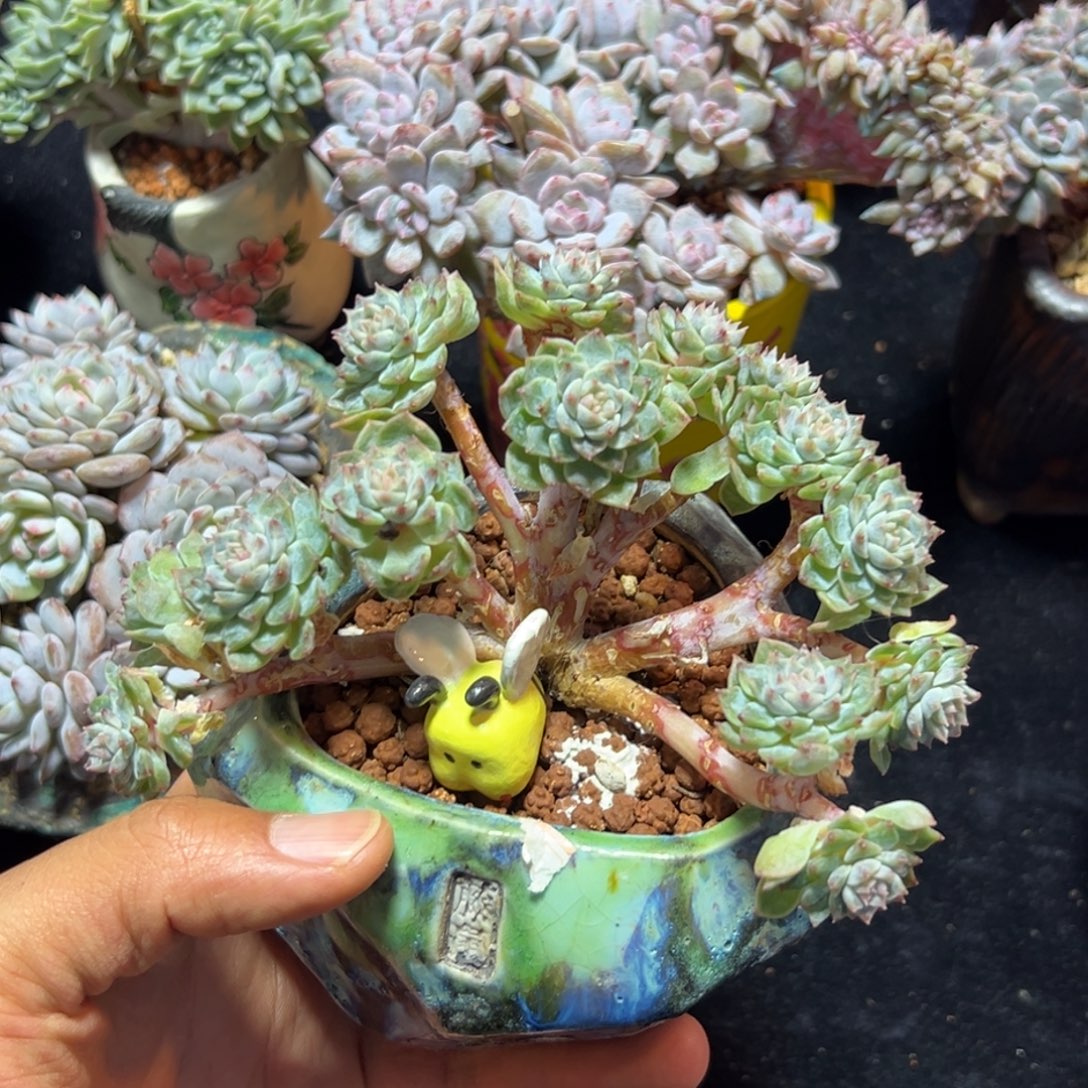 新年快乐 新年快乐