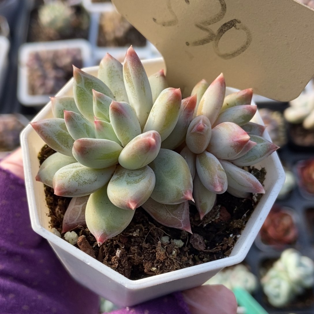 530梦幻美人多肉植物保护