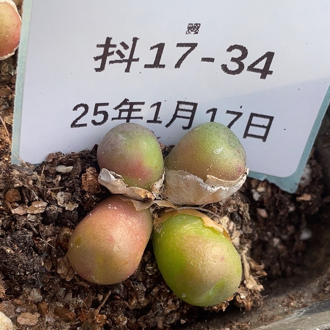 17-34皮姆多肉植物