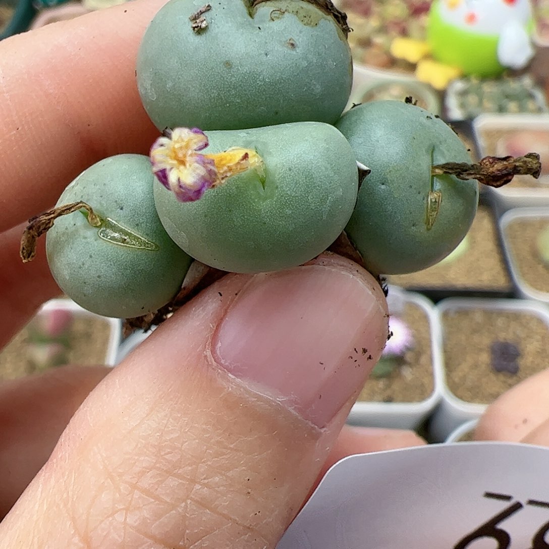 【闪购商品】89 双12福利限量
