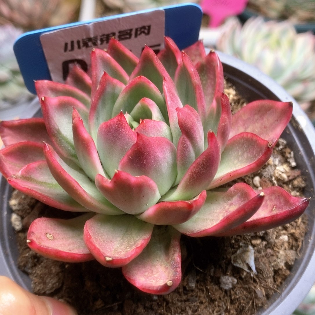 D116红东云锦锦锦锦锦