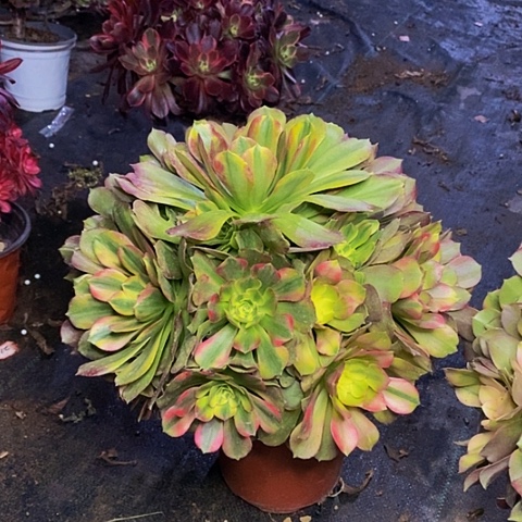 香妃捧花法师31链接