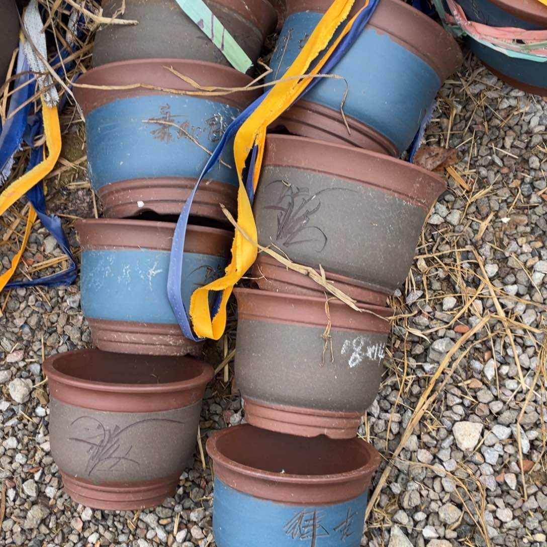 紫砂小金钟 100米 8支