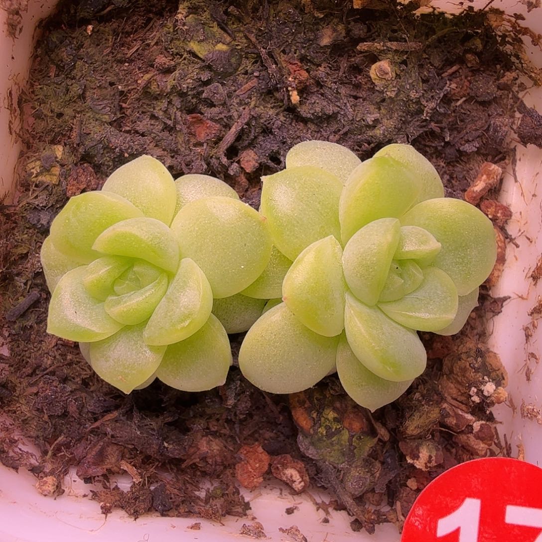 17号皛皛双头一物一拍