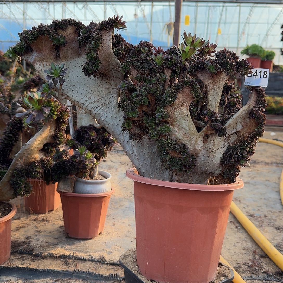 418黑法师微瑕一颗呀园林