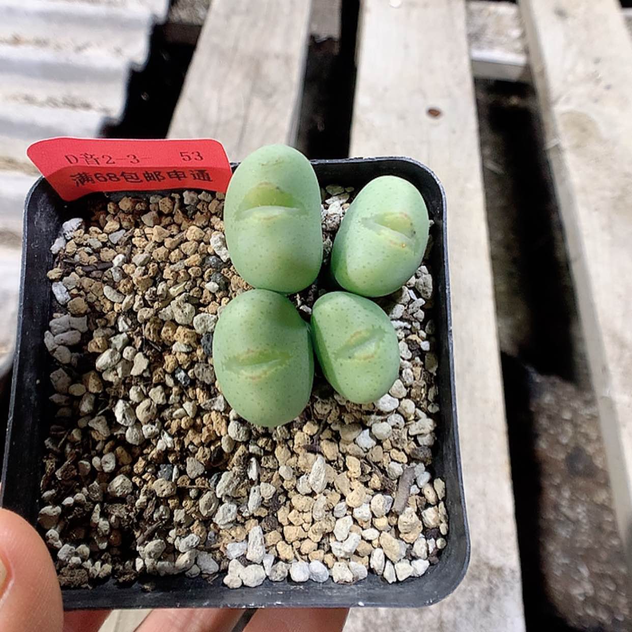 【闪购商品】2-3-53 富士衣 20