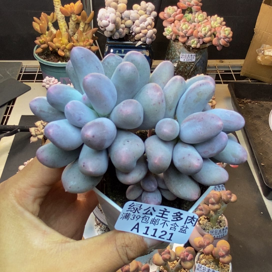 121米可奶多肉7c m