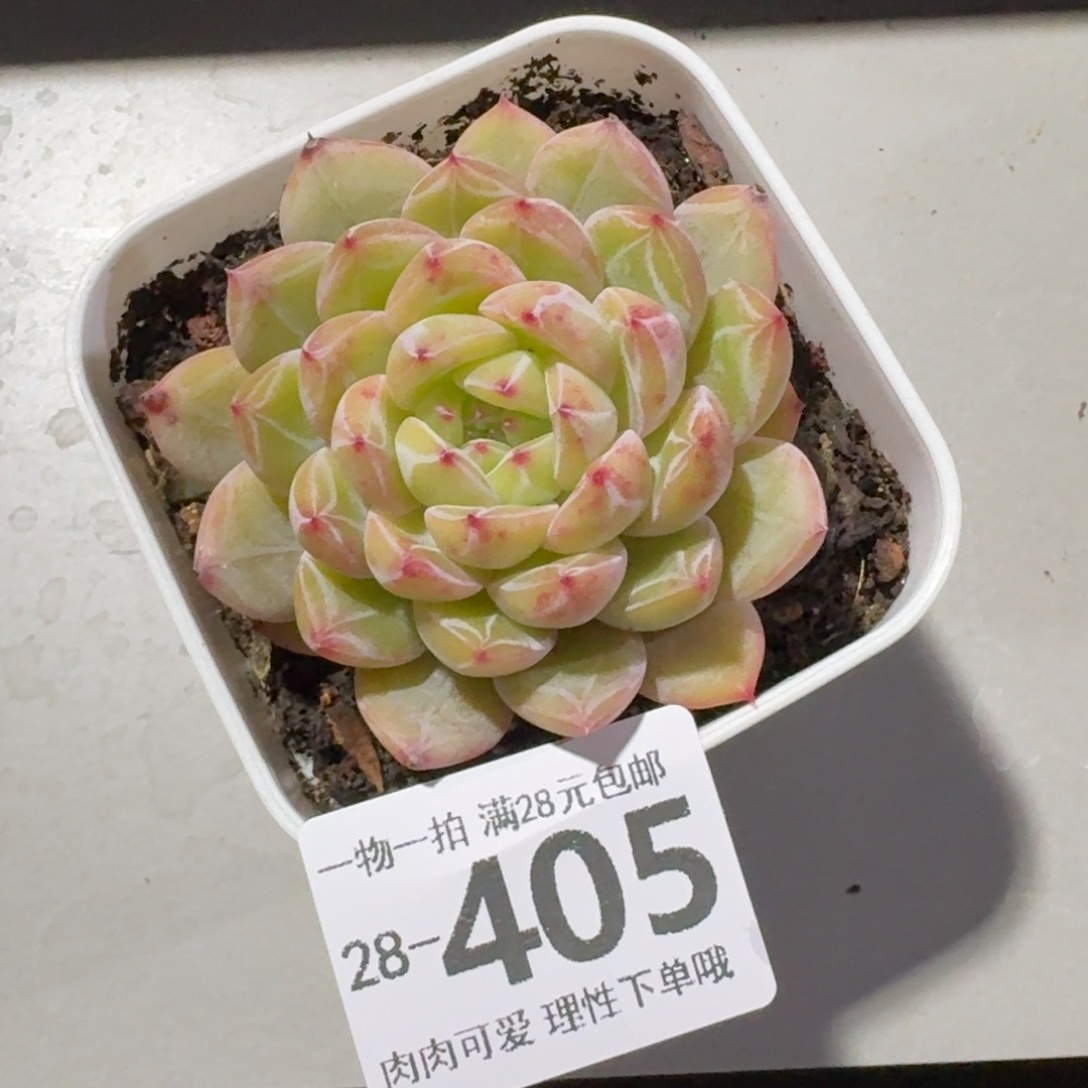 雪花珍妮无盆土发货无