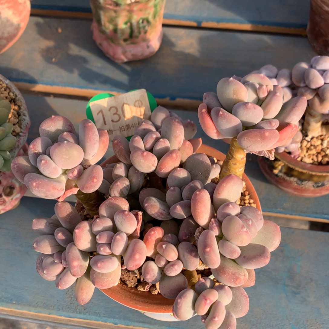 咖啡美人老桩无砍1308