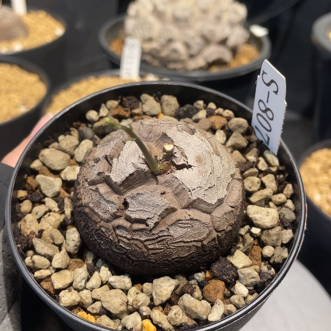 807号龟甲龙5.5公分不退换