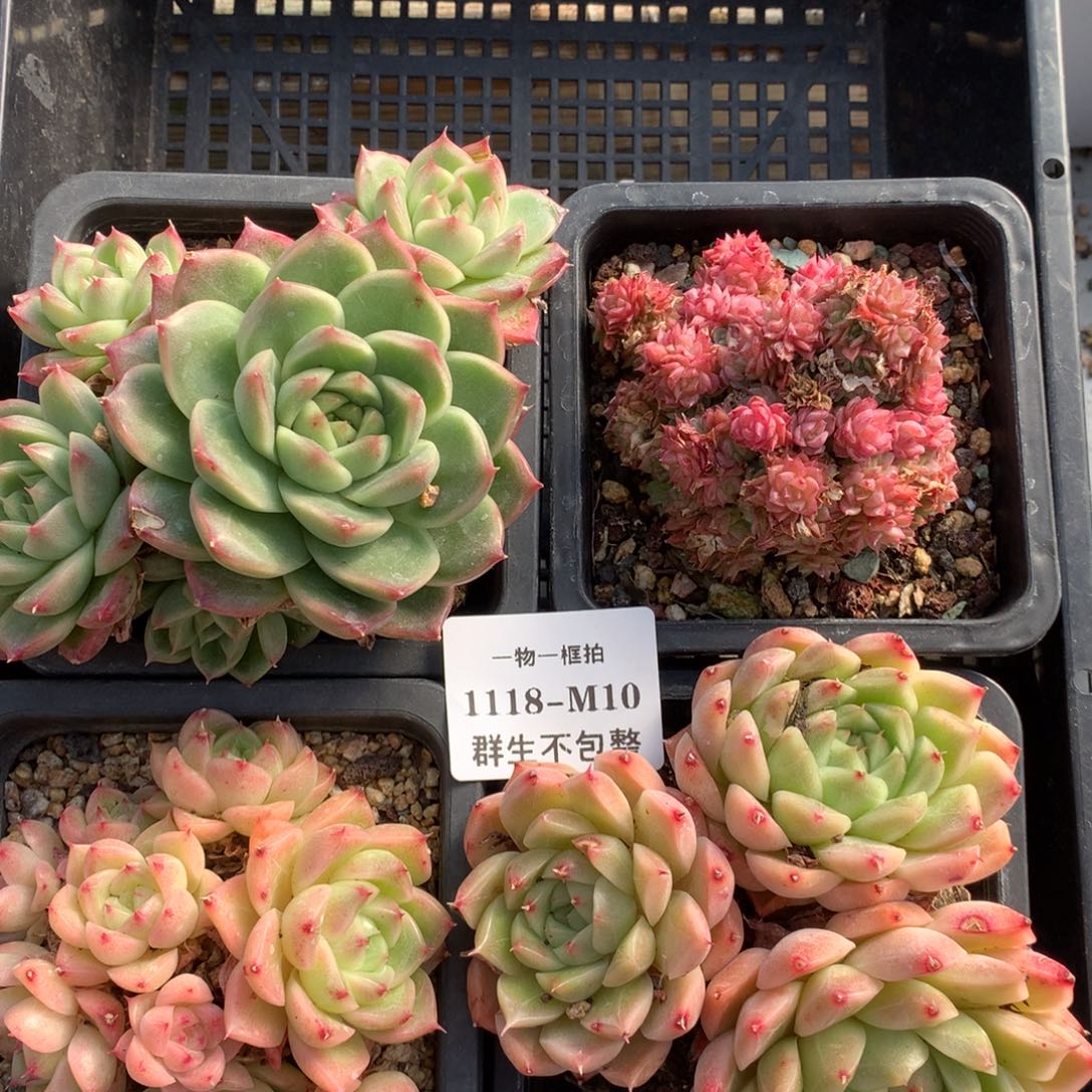 -物一框拍 1118-M10 群生不包整4颗