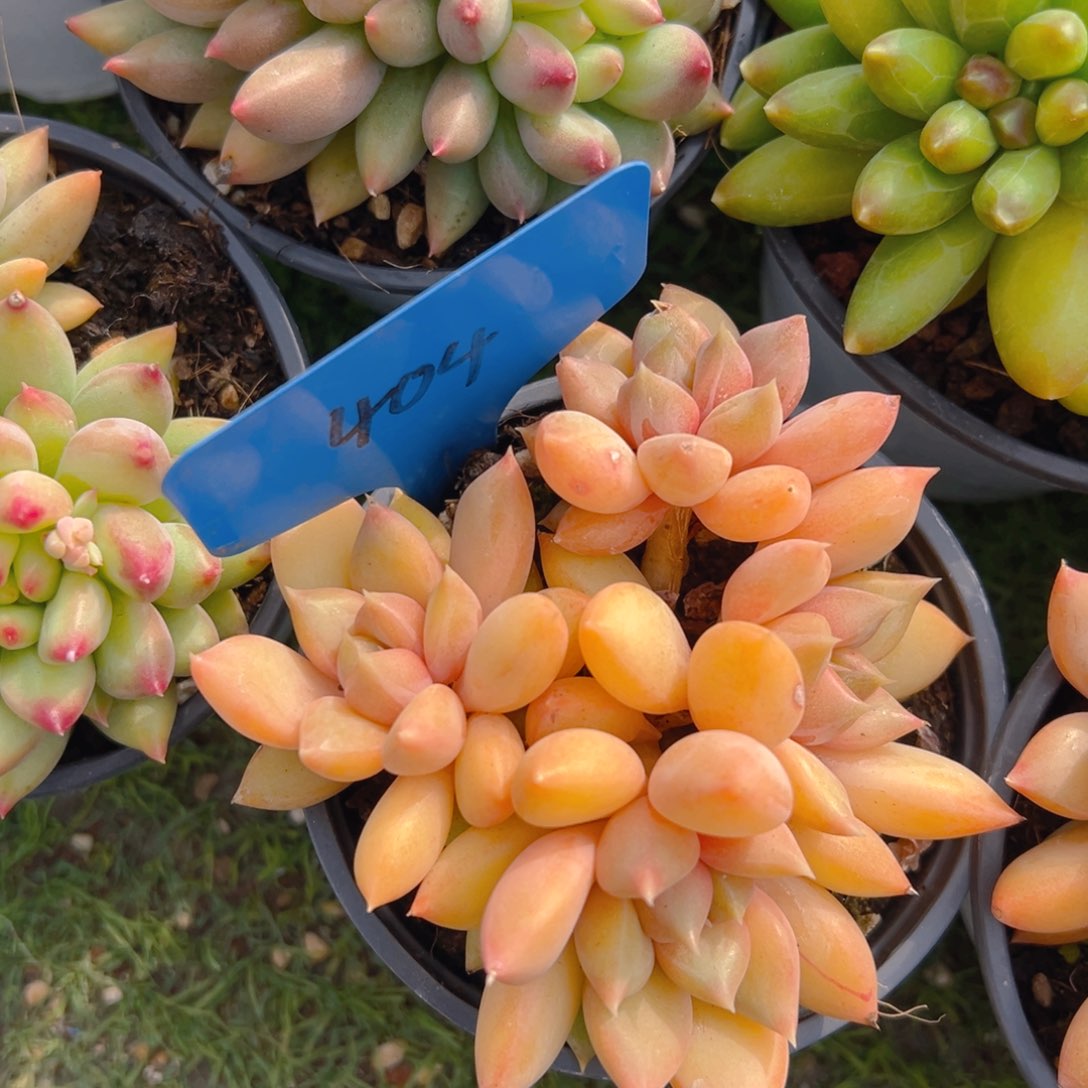 椰****?香玉等多种名贵的产品和服务