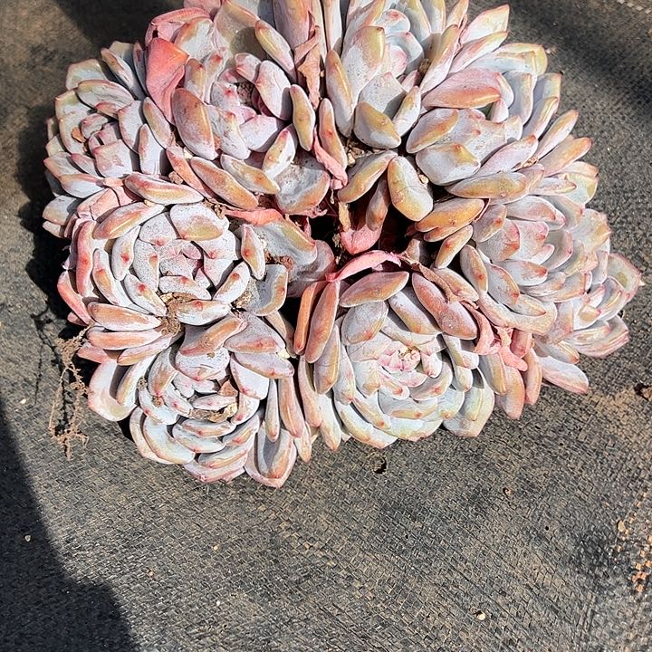 【闪购商品】星影树