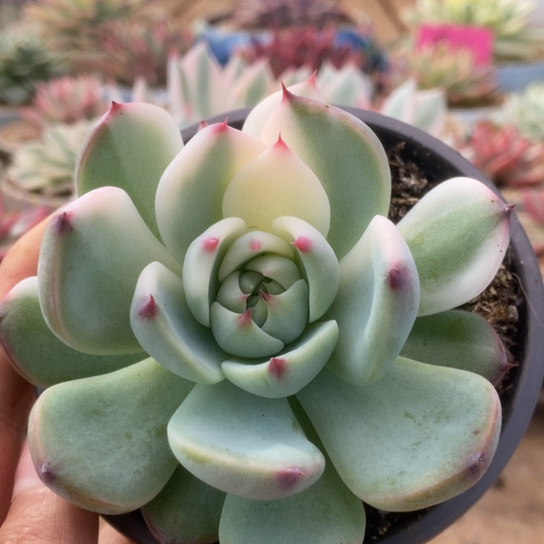 197锦锦锦锦锦锦锦锦锦锦