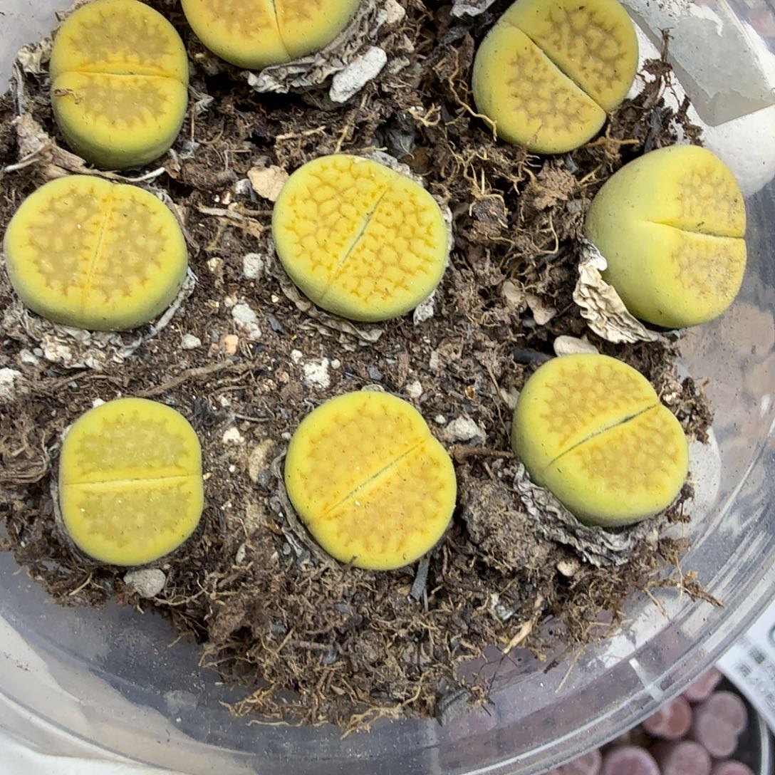 这个点睡一回是为了660哈哈