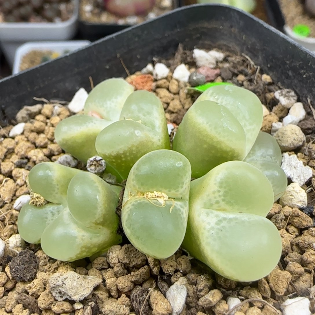 风铃群漂亮多肉植物346