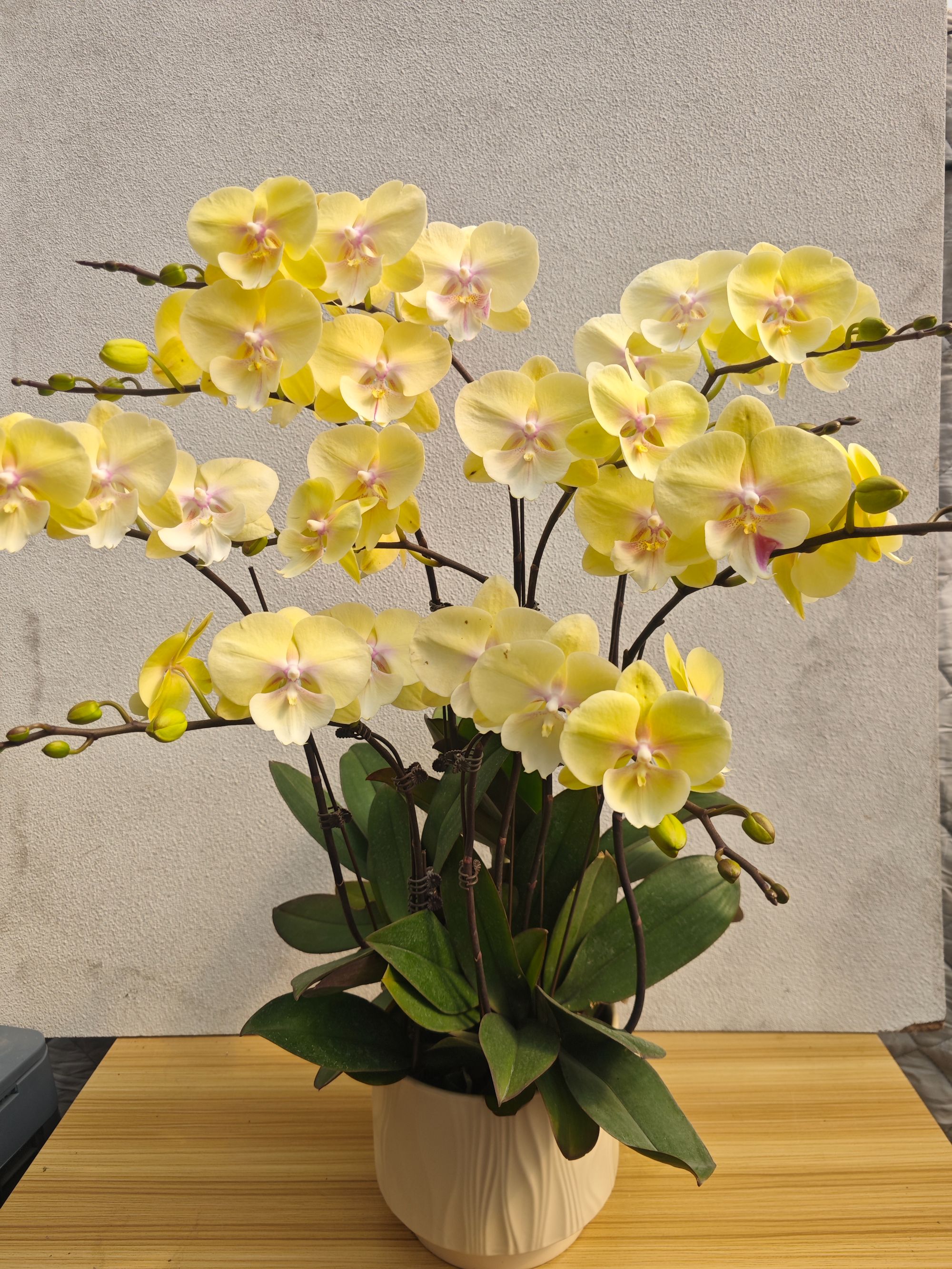 【大吉大利】高品质蝴蝶兰 耐养易活花期长