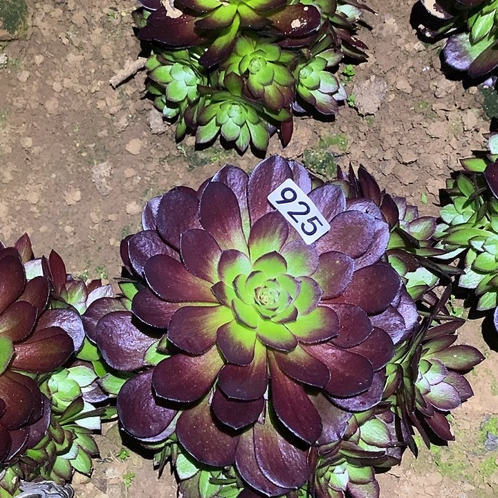 多肉植物法师925黑骑士