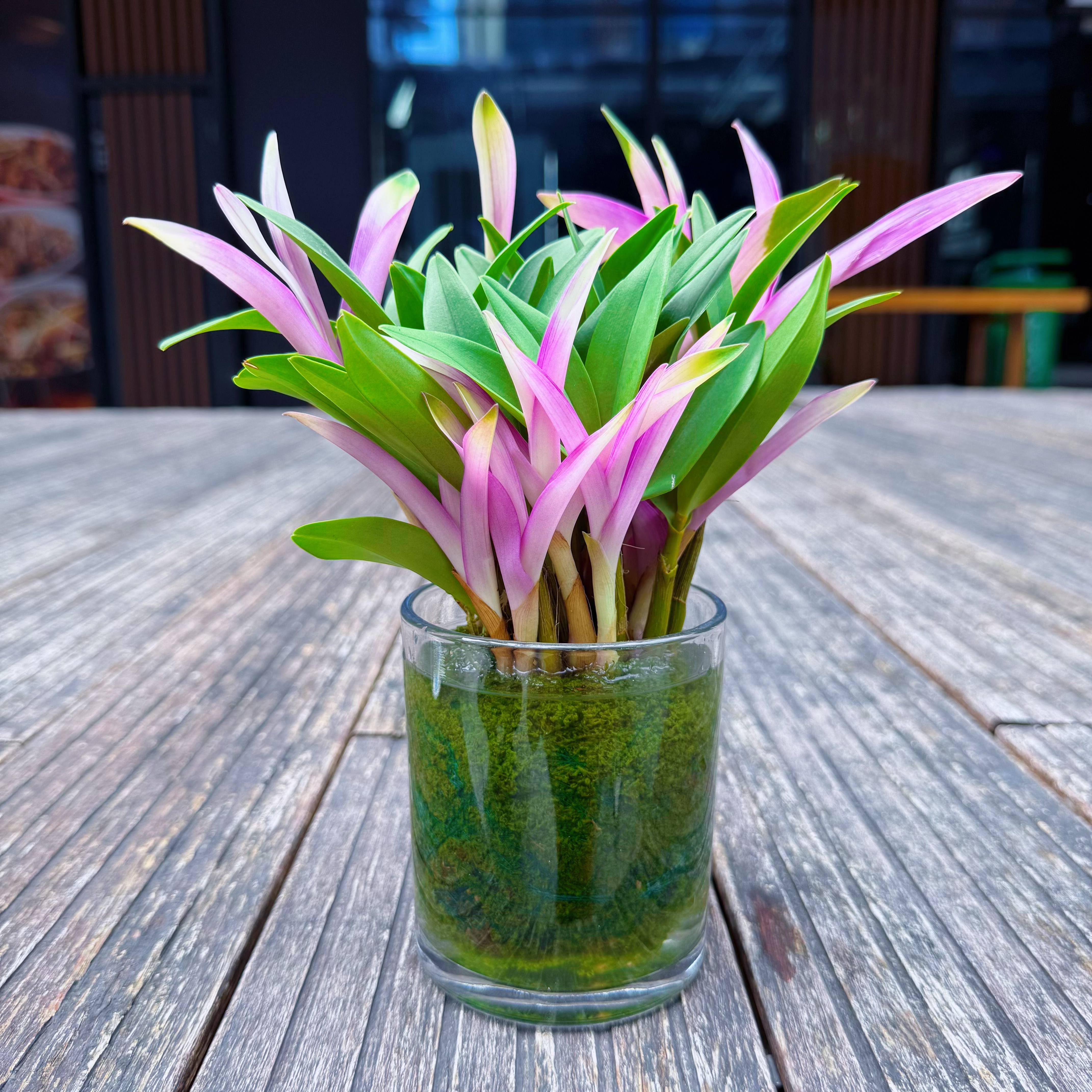 11-12苗【玻璃杯】七彩香水石斛兰现带花苞水培开花浓香室内