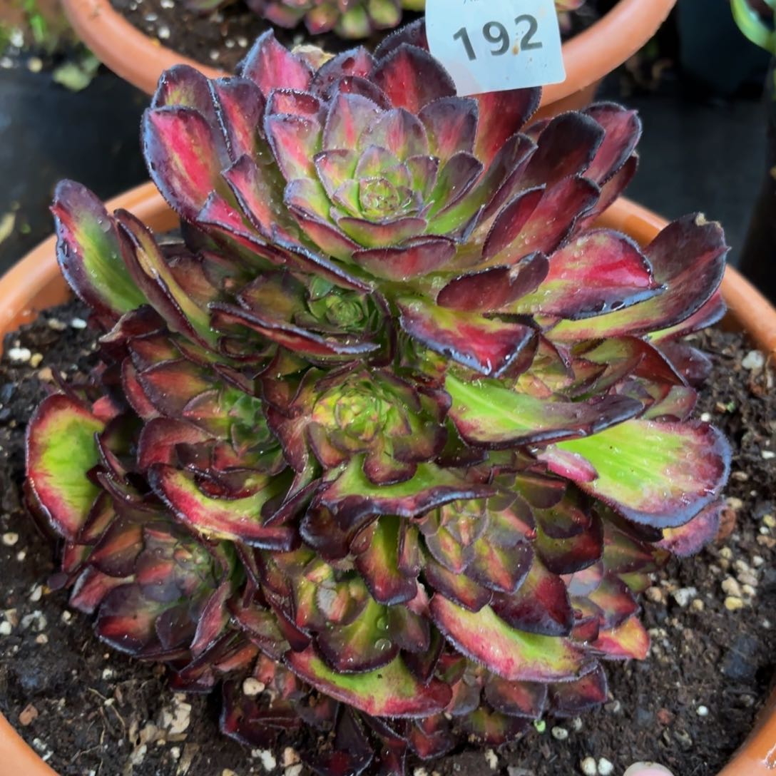 192多肉植物海王七彩二代无根