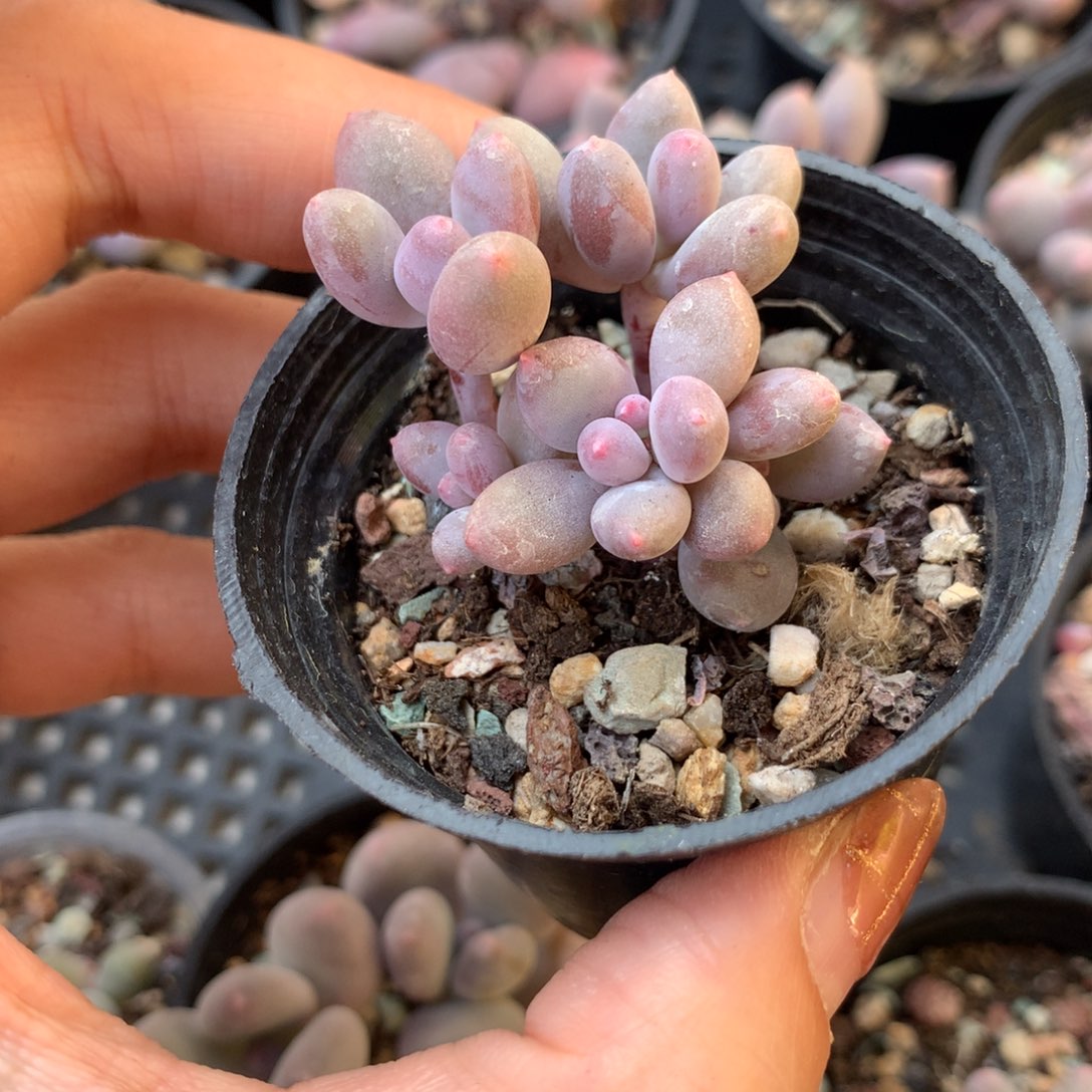 彩虹 不凑满28元发一片叶 不售后 到付