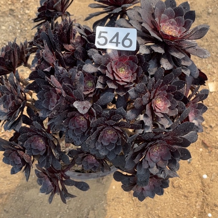 546多肉植物黑铜有断枝